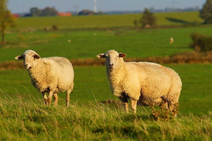 Two East Friesian Sheep