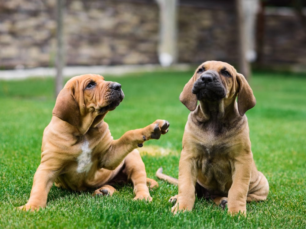 koppeling Rendezvous Per Fila Brasileiro: Complete Guide, Info, Pictures, Care & More! | Pet Keen