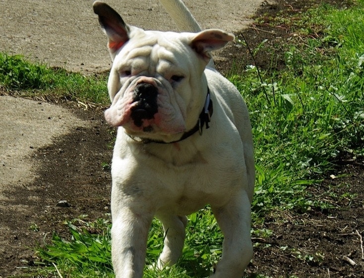 best ways to exercise your victorian bulldog