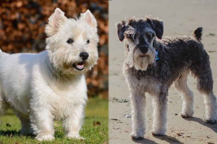 West Highland White Terrier and Miniature Schnauzer