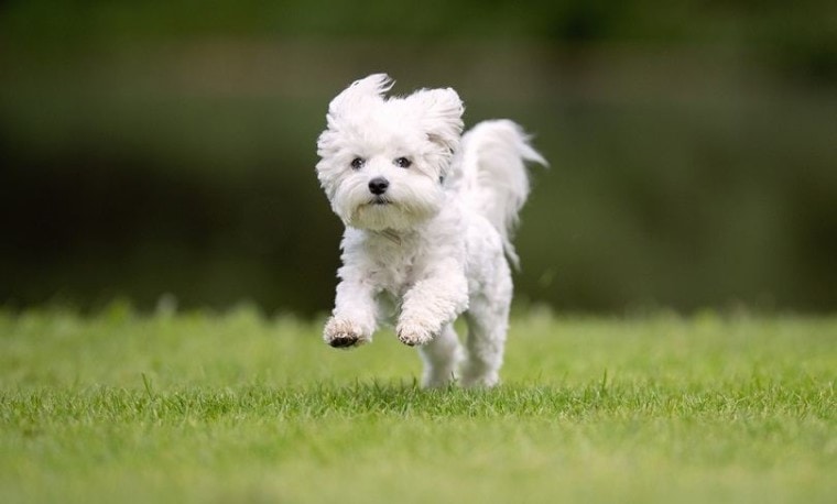 West-Highland-White-Terrier-and-Poodle_BIGANDT.COM_shutterstock