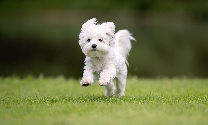 I navnet smugling Kristus 17 West Highland White Terrier Mixes (With Pictures) | Pet Keen