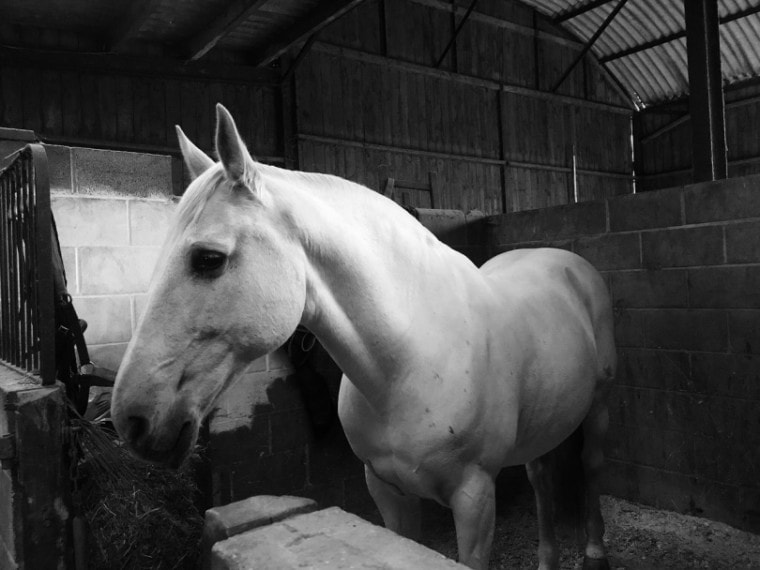 White Lusitano horse in stables
