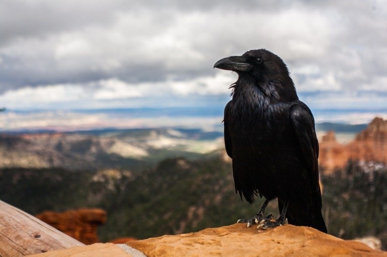 Do Crows Make Good Pets? 7 Things You Need to Know! | Pet Keen