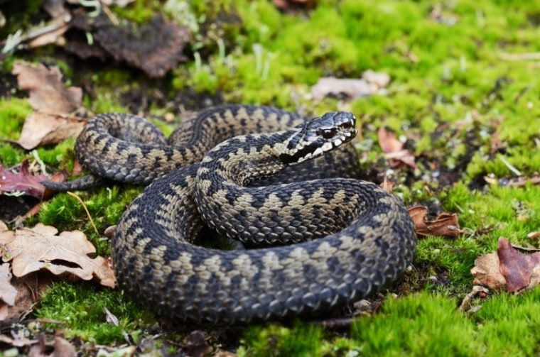 adder snake,Holm94, Shutterstock