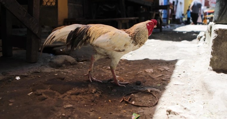 african chicken in Kenya