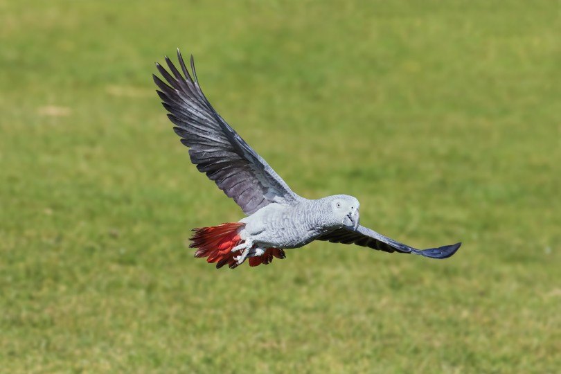 african grey parrot flying