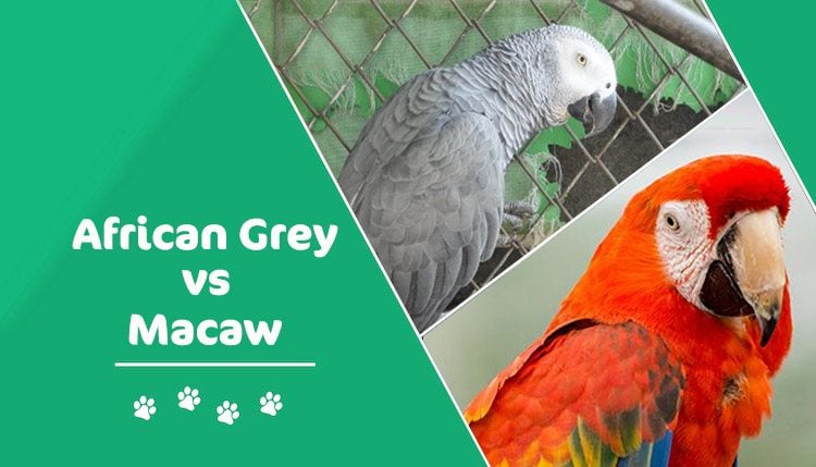 african grey vs macaw