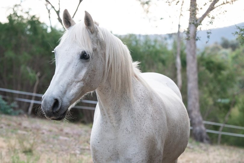 Australian Horse Breeds (with Pictures) | Pet Keen