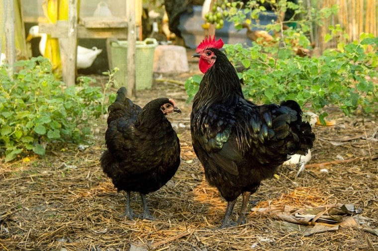 australorp chickens