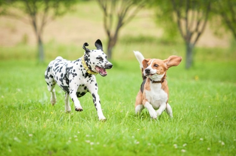beaglemation parents dalmatian and beagle dogs
