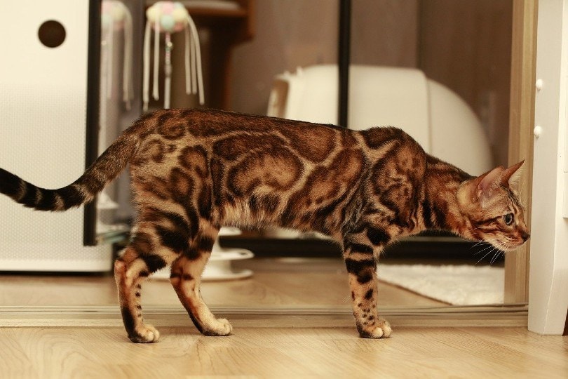 bengal cat walking indoor
