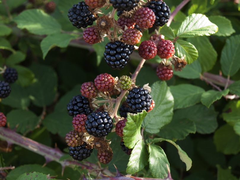 blackberries_Piqsels