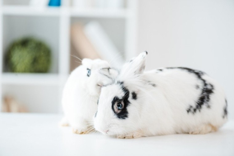 blanc de hotot rabbit in vet clinic white rabbit