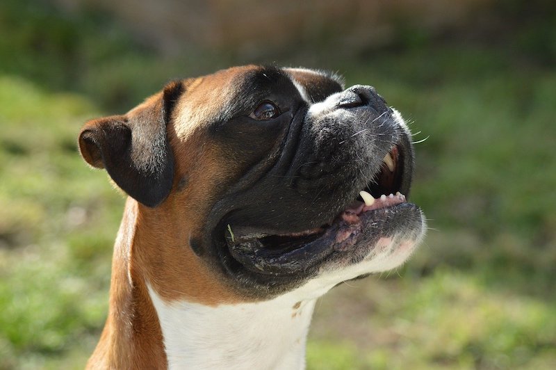 boxer dog closeup