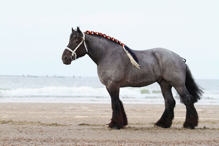 braided dutch draft horse