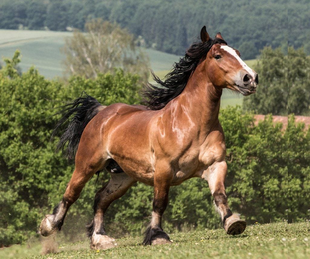 breton stallion