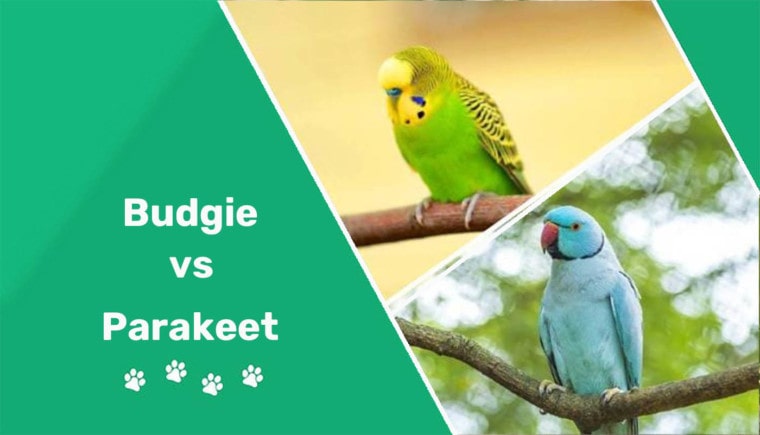budgie vs parakeet header 2 budgie parakeet