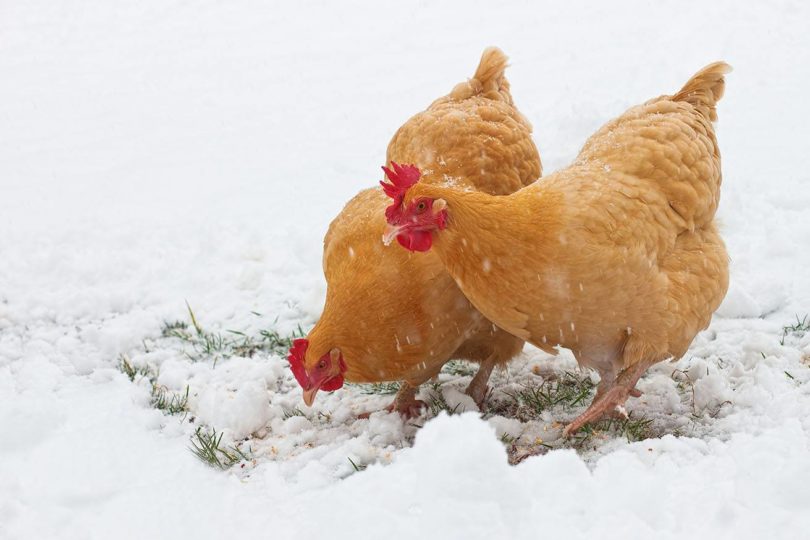 buff orpington chickens in the snow