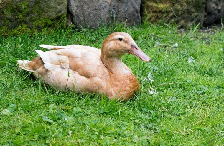 buff orpington duck on the grass