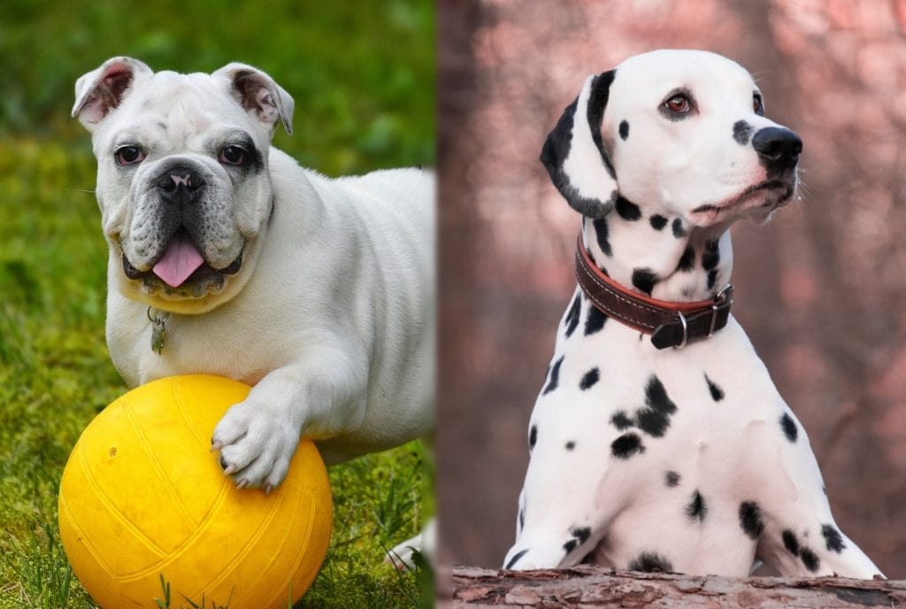 Bullmatian (Bulldog & Dalmatian Mix) Info, Pictures, Care & More! | Pet ...