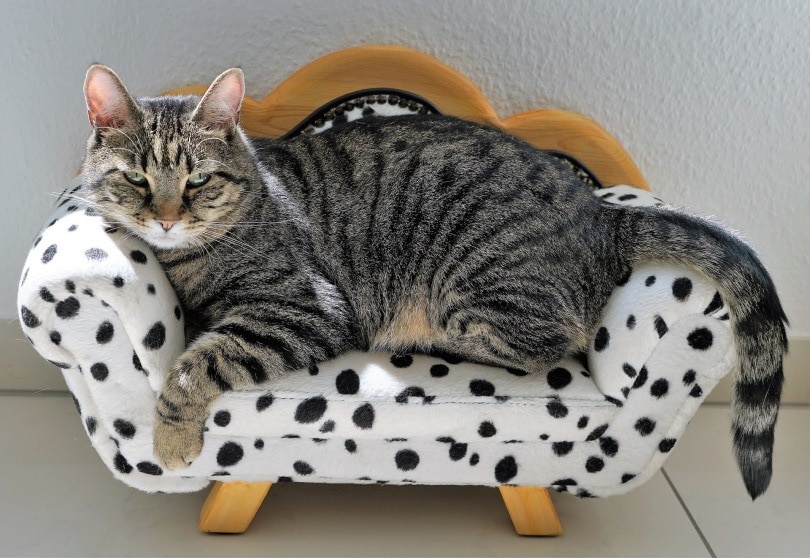 16 Diy Cat Beds You Can Build Today With Pictures Pet Keen - Cat Bed Diy Easy