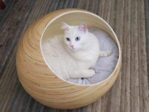 cat inside Fhasso Luxury Bamboo Pod Cat Bed