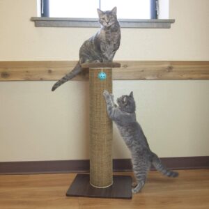cats in Kitty City Premium Scratching Post