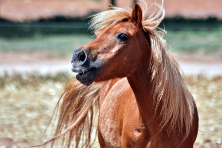chestnut shetland pony close up