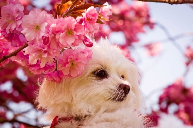 A chi apso with pink flowers