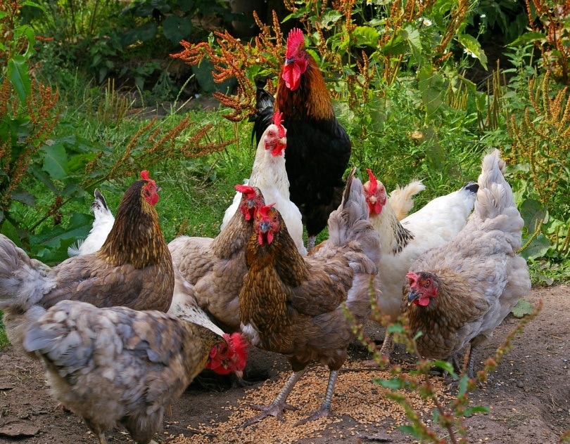 17 Exotic Chicken Breeds To Add to Your Flock (With Pictures) | Pet Keen