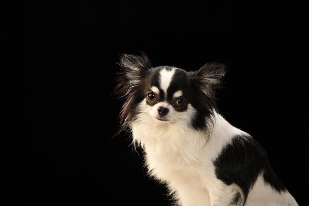 Larry Belmont imod følsomhed 12 Japanese Chin Mixes (With Pictures) | Pet Keen