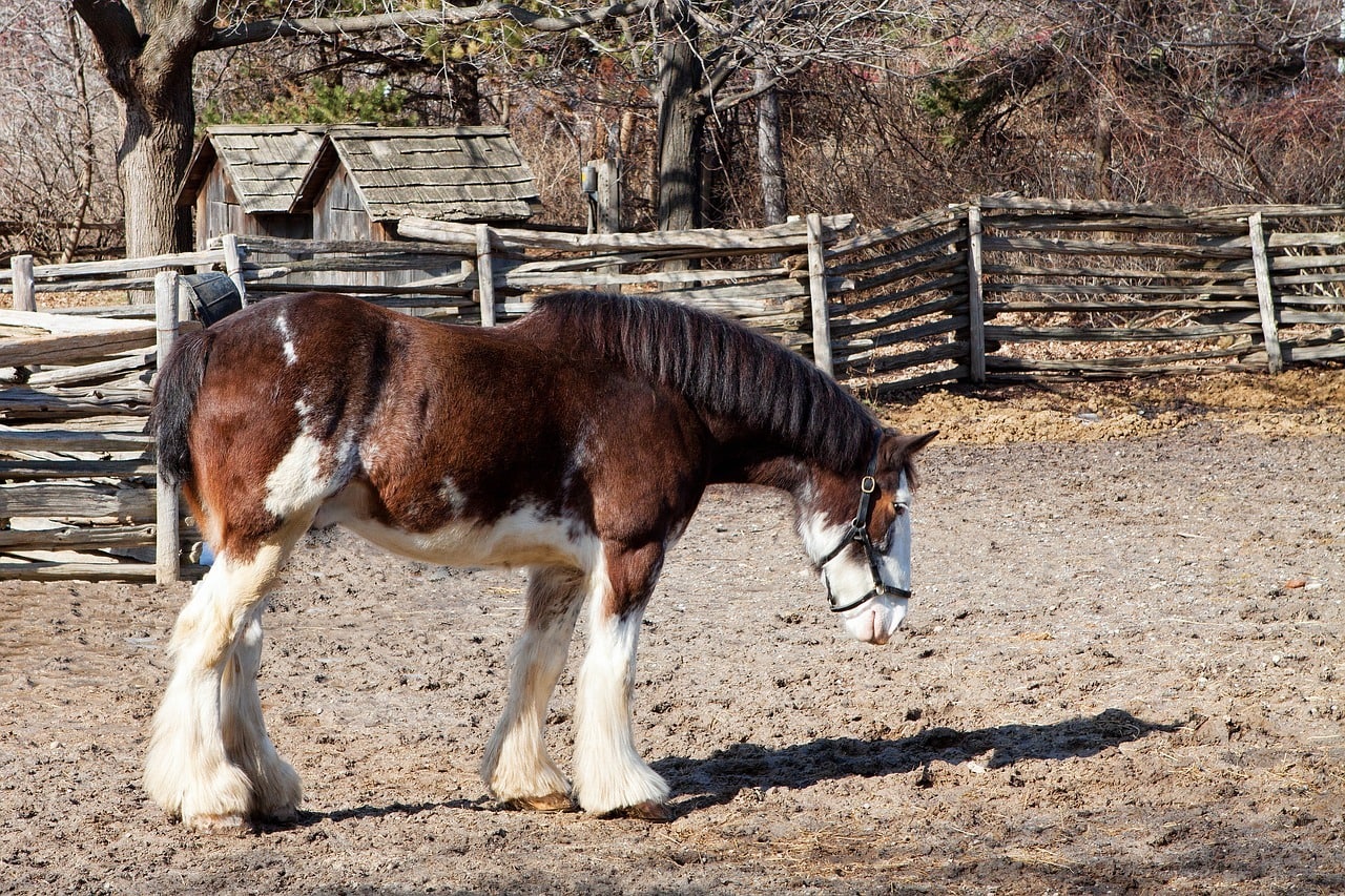 clydesdale in the farm