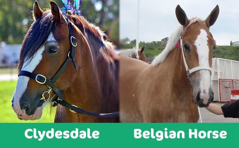Belgian Horse Vs Clydesdale What S The Difference Pet Keen