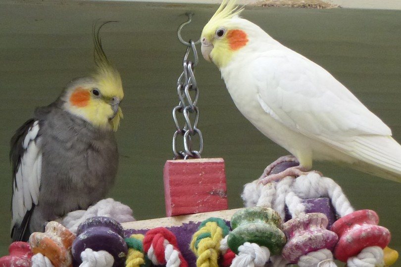 cockatiel birds