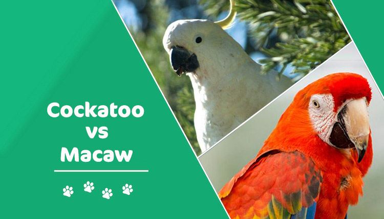 cockatoo vs macaw