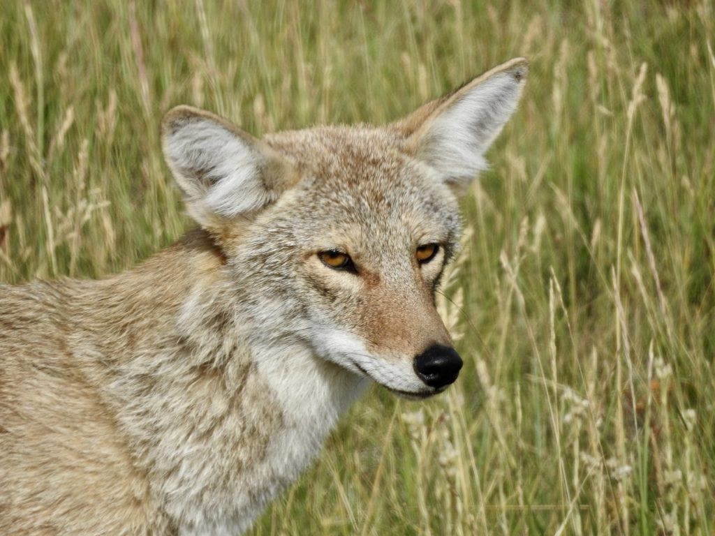 coyote close up