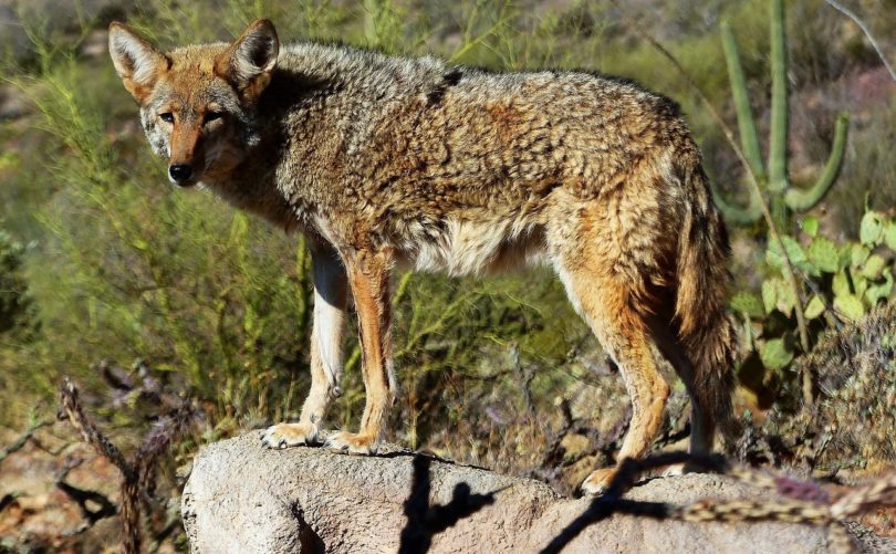 coyote en la naturaleza