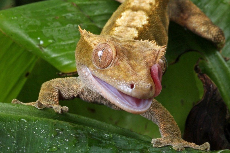 crested gecko licking