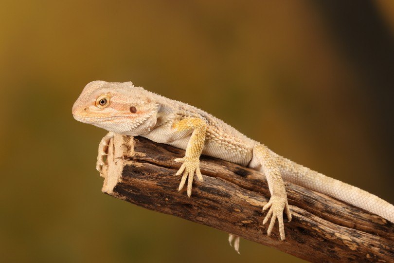crested gecko studio image