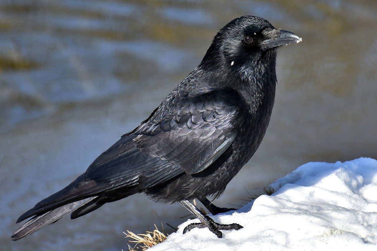 crow in the snow