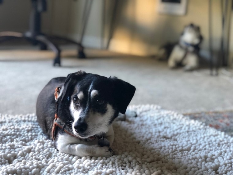 dachshund and rat terrier mix