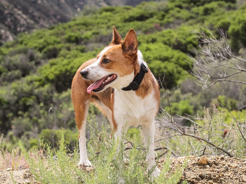 dog breed that has mountain feist