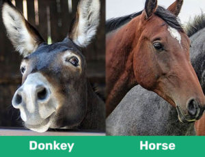 Donkey vs Horse: What’s the Difference? (With Pictures)| Pet Keen