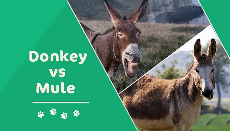 Donkey vs Mule: What's the Difference? (With Pictures) | Pet Keen