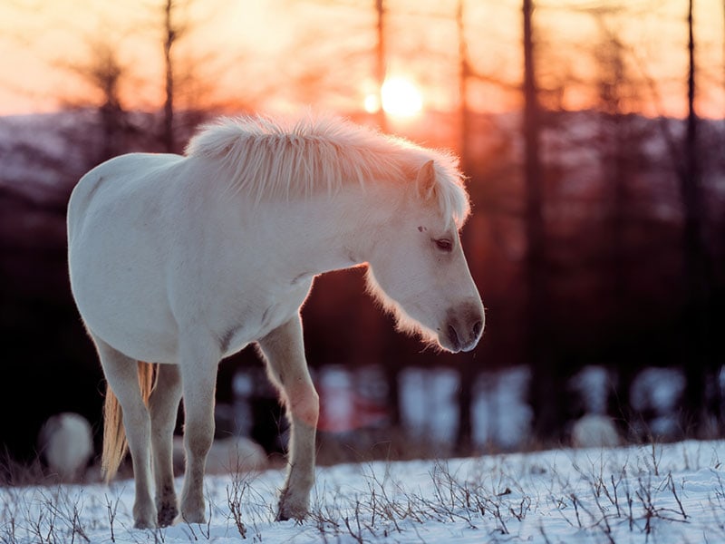 dosanko horse in winter pasture
