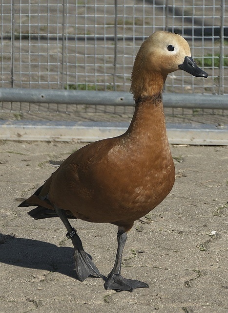 duck orpington