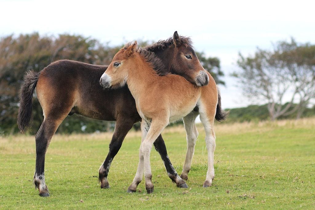 exmoor pony mother and foal