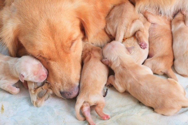 mother dog nursing puppies, postnatal