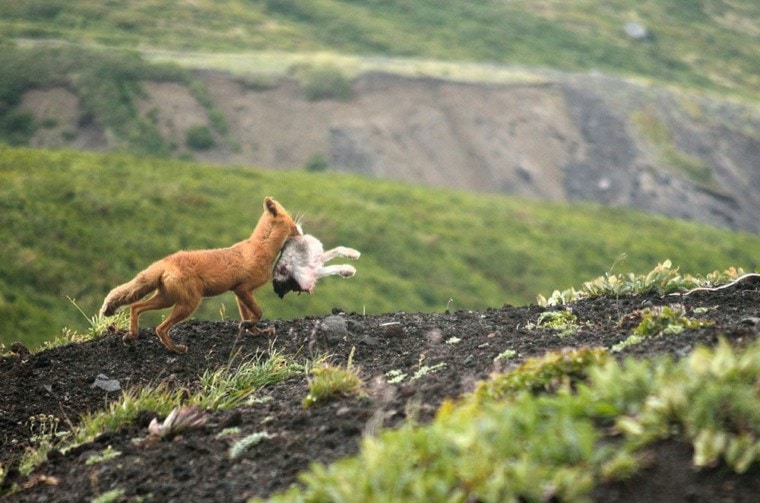 fox with its food will fox attack a dog